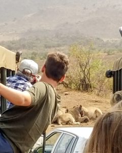 Everyone stops when there is a pride of lions