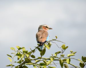 Lilac-breasted roller