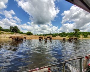 Elephant herds at the Chobe River