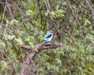 Woodland kingfisher in the trees along Chobe River