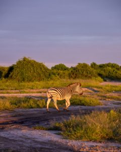 Zebra walking at sunset
