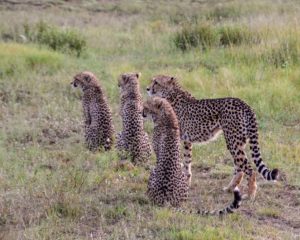 Cheetahs: Rain and 3 cubs