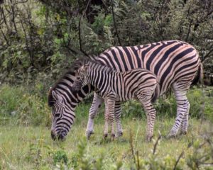 Zebra mom and foal