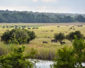 Cape buffalo herd