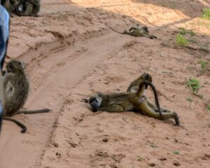 Chacma baboons lying in the road