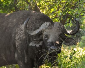 Cape buffalo