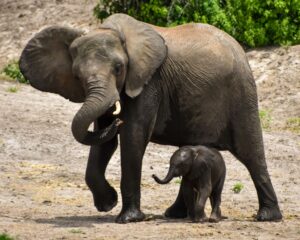Elephant herds: Elephant and baby