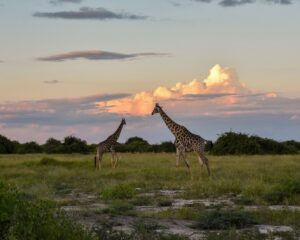 Giraffes at sunset