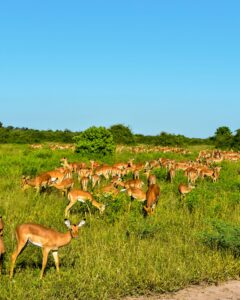 Large impala herd