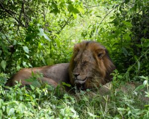 Lion napping in the bush