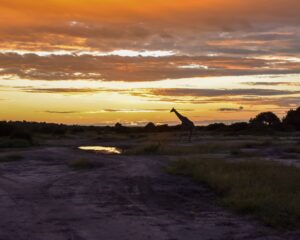 Sunset and a giraffe