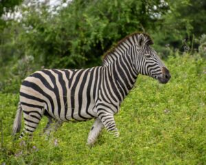 Zebra