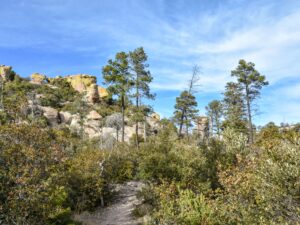 Pine forest around Ed Riggs Trail