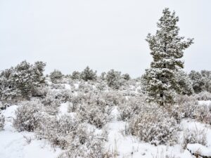 Lava Falls Trail covered in snow
