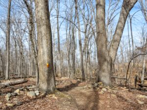 Fiddlehead Trail in Pilot Mountain State Park