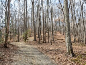 Fiddlehead Trail in the woods