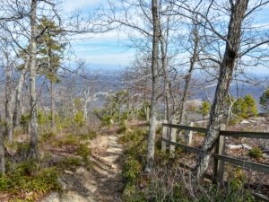 Greenery on Sassafras Trail