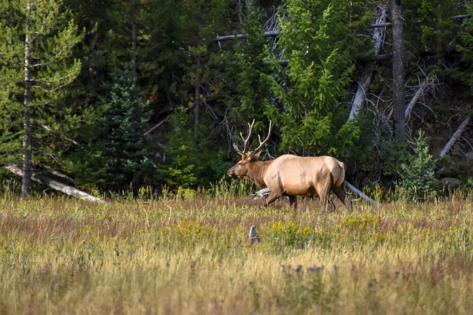 Yellowstone National Park – Grand Canyon of Yellowstone, Yellowstone ...