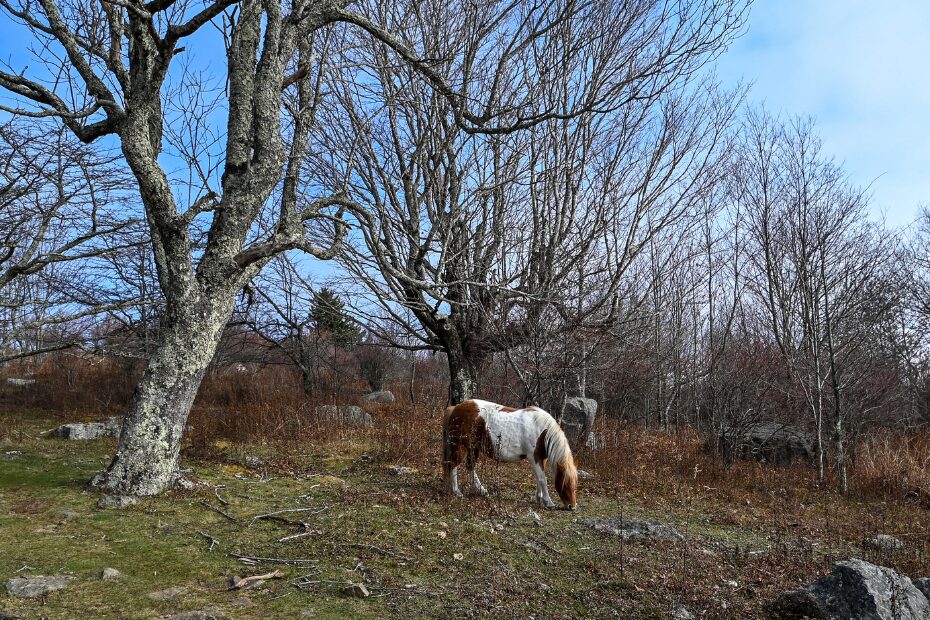 Grayson Highlands State Park – A Less-In-Tents Life Grayson highlands state park weather