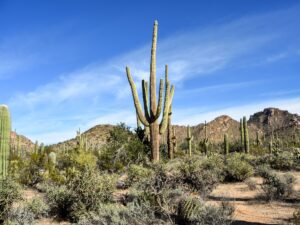 Desert Discovery landscape