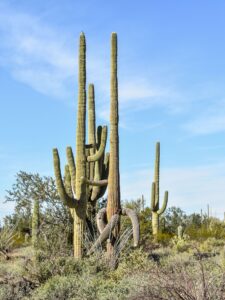 Saguaros crossing arms along Desert Discovery Trail