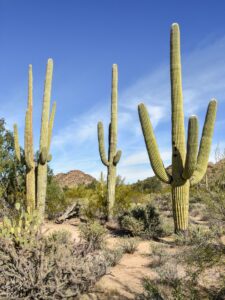 Tall saguaros along Desert Discovery Trail
