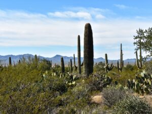 Desert Discovery Tucson landscape