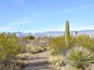 Desert Ecology paved path