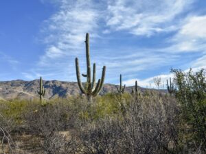 Views from the Desert Ecology trail
