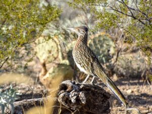 Greater Roadrunner in Saguaro National Park