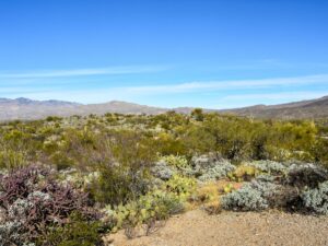 Saguaro National Park Rincon Mountain District landscape