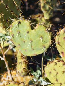 Heart-shaped cactus along Sendero-Esperanza Trail