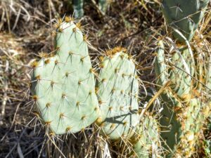Sendero-Esperanza heart-shaped cactus find