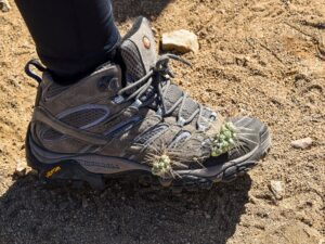 Prickly shoe from Sendero-Esperanza Trail