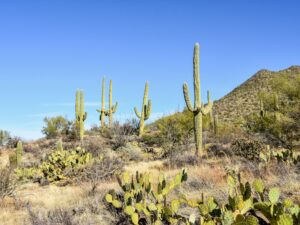 Sendero-Esperanza saguaros with arms