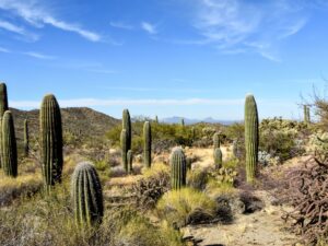 Sendero-Esperanza saguaros without arms