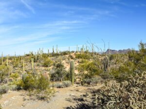 Signal Hill cacti and landscape