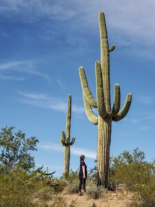Steph looking up at a cactus near Signal Hill