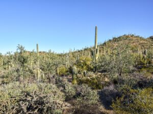 Valley View Trail landscape