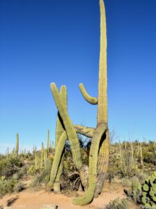 Valley View saguaro with long arms