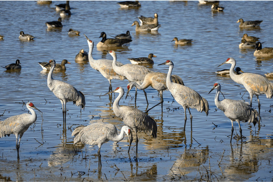 A Day Among the Sandhill Cranes at Wheeler National Wildlife