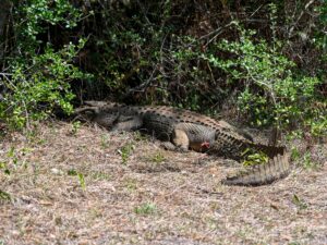 American alligator at the tree line along the trail