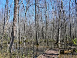 Boardwalk on the Garden of the Waxhaws Trail