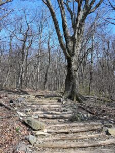 Frazier Discovery Trail stairs