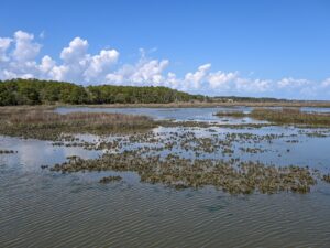 Saltwater marsh from the causeway