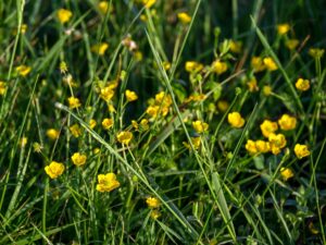 Buttercup blooms