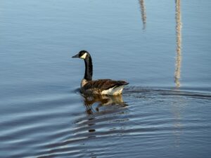 Canada goose in East Pool