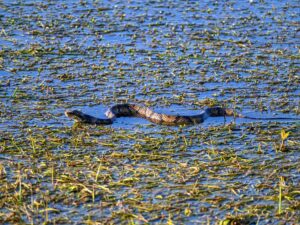 Cottonmouth in East Pool