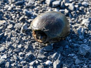 Eastern mud turtle in Mackay Island National Wildlife Refuge