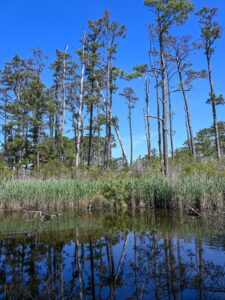 Great Marsh Trail landscape